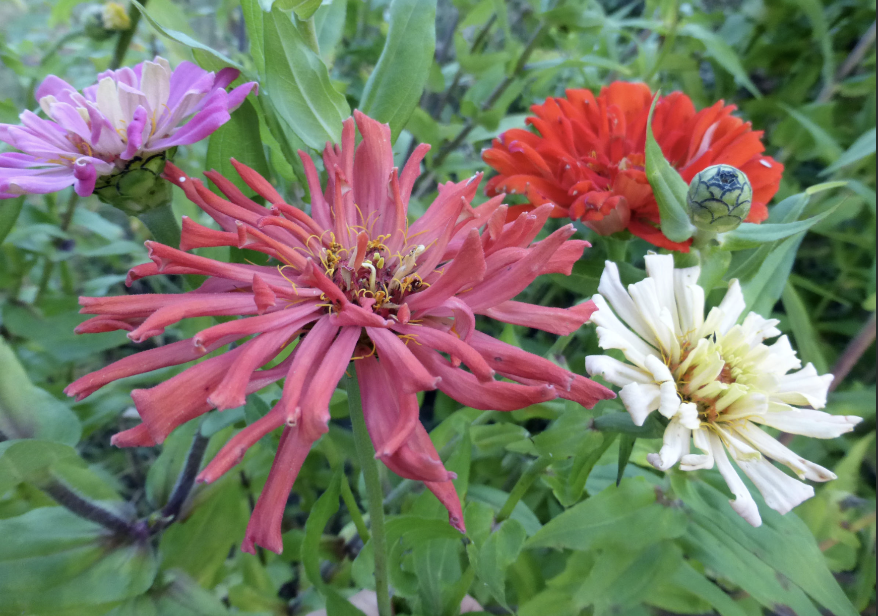 Annual Flowers that Bloom All Season + Ideas for Steady Blooms